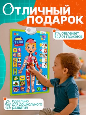 Обучающий плакат «Изучаем анатомию: Моё тело»  – внешний вид и детали