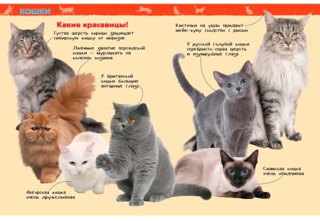 Росмэн Книга "Домашние питомцы. Энциклопедия для детского сада"  – внешний вид и детали