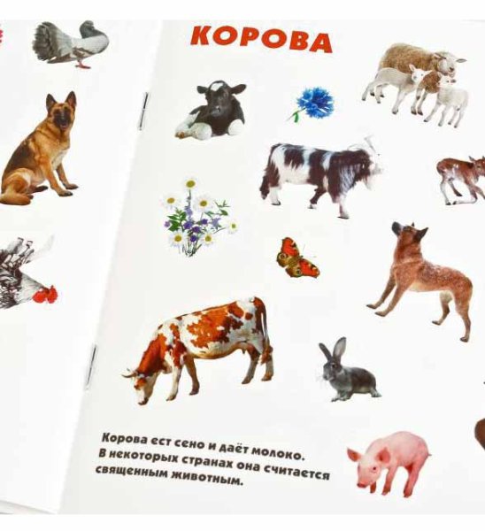 Фото товара Умка Альбом многоразовых наклеек «Домашние животные» 