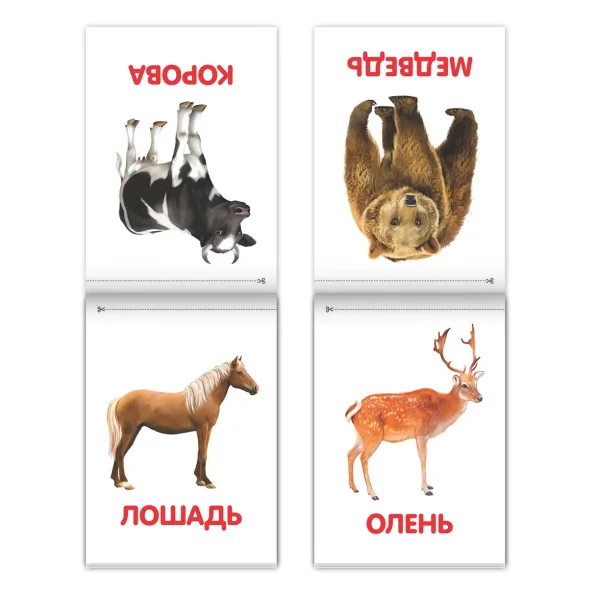 Набор книжек "Обучающие карточки на скрепке" 8 шт  20 стр. 3015934