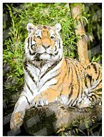 Картина по номерам "Гордый тигр"					