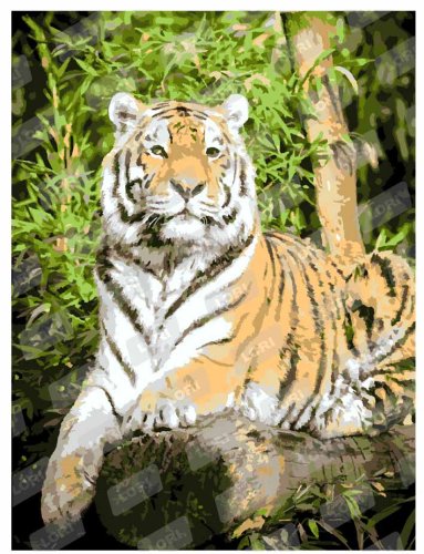 Картина по номерам "Гордый тигр"